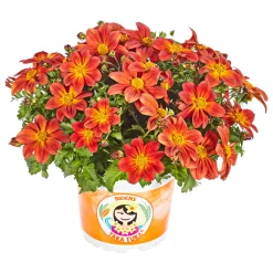 PlantiflorGoldmarie Taka Tuka Topf Durchmesser 12 cm