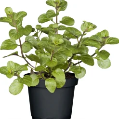 Plantiflor Gourmetkräuter Salatkräuter und Kräuterbutter Topf Durchmesser 13 cm