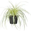 PlantiflorGräser Sortiment T19