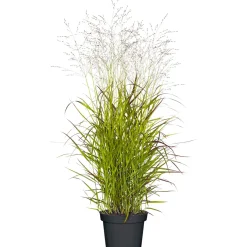 PlantiflorGräser Sortiment T19
