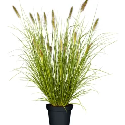 PlantiflorGräser Sortiment T19