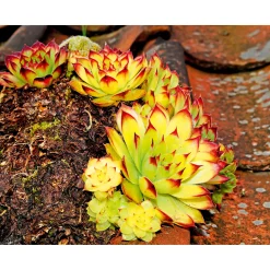 PlantiflorHauswurz Topf-Ø 10,5 cm