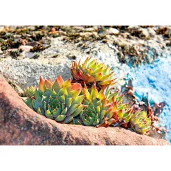 PlantiflorHauswurz Topf-Ø 10,5 cm