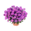PlantiflorHerbst-Aster Topf Durchmesser 11 cm