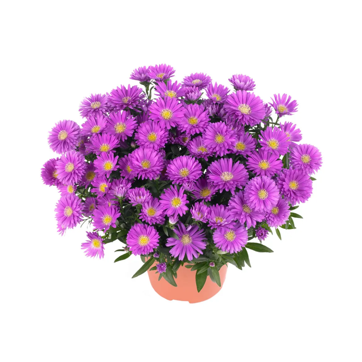 PlantiflorHerbst-Aster Topf Durchmesser 11 cm
