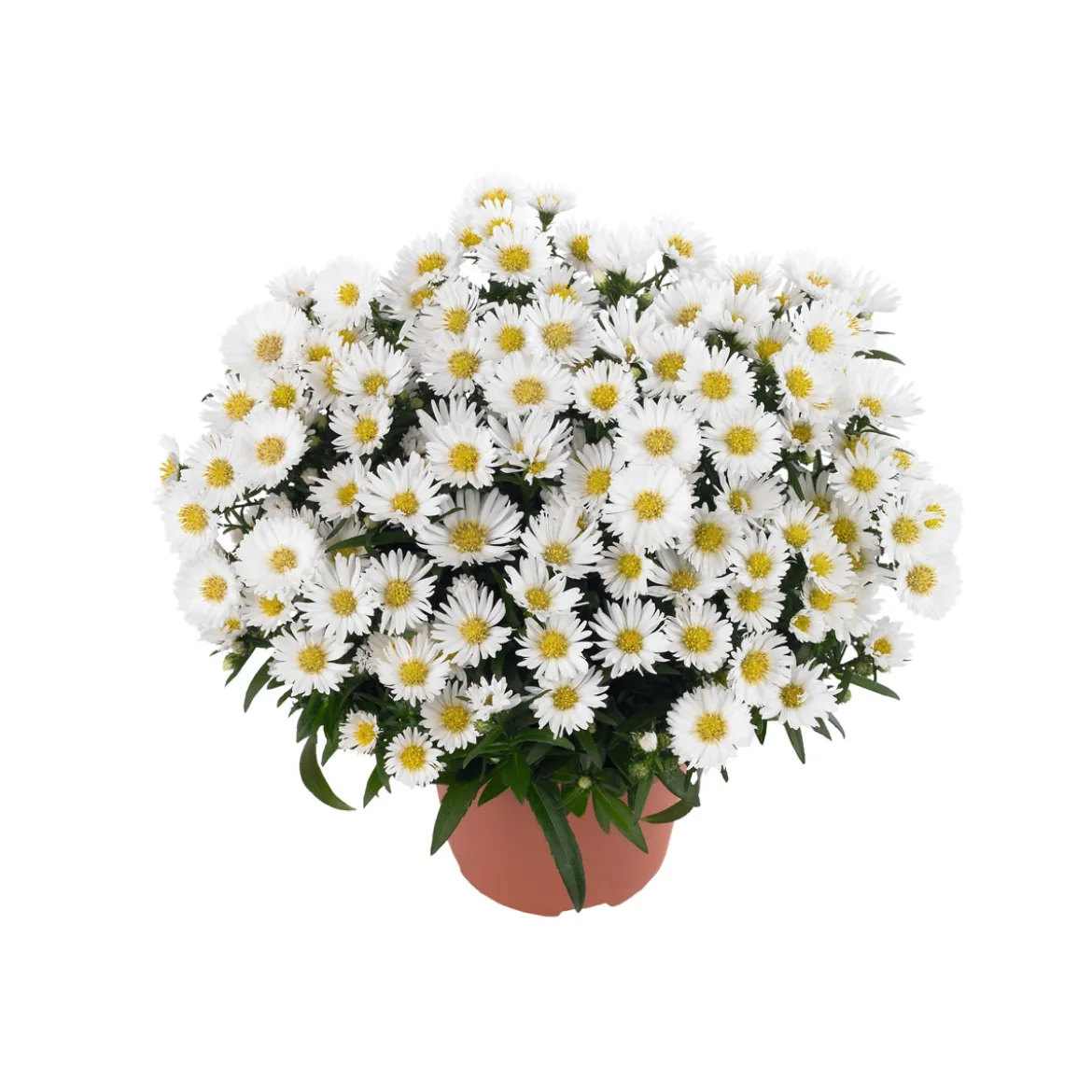 PlantiflorHerbst-Aster Topf Durchmesser 11 cm