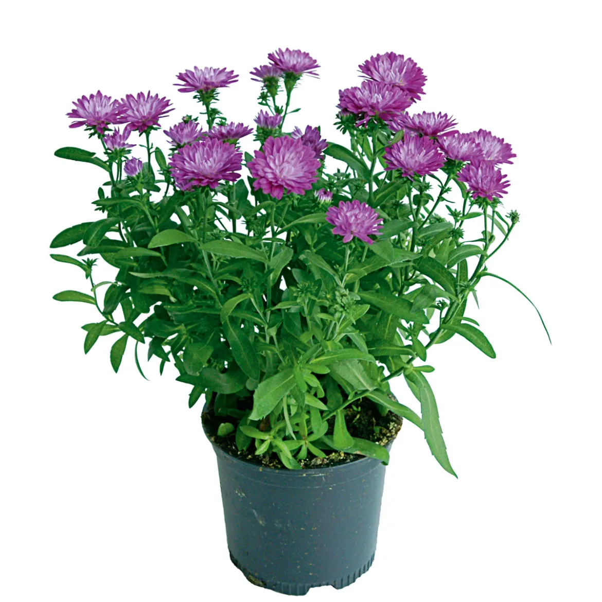 PlantiflorHerbstaster Trio Topf Durchmesser 13 cm