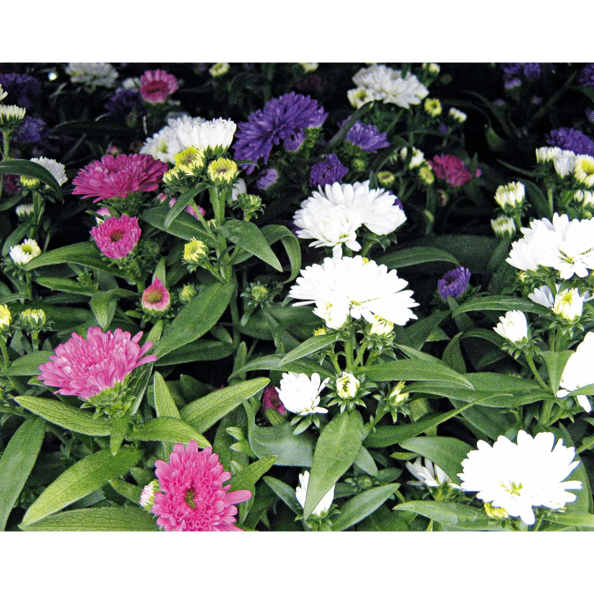PlantiflorHerbstaster Trio Topf Durchmesser 13 cm