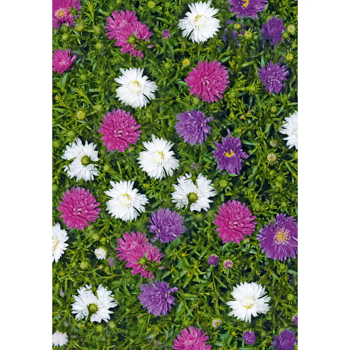 PlantiflorHerbstaster Trio Topf Durchmesser 13 cm