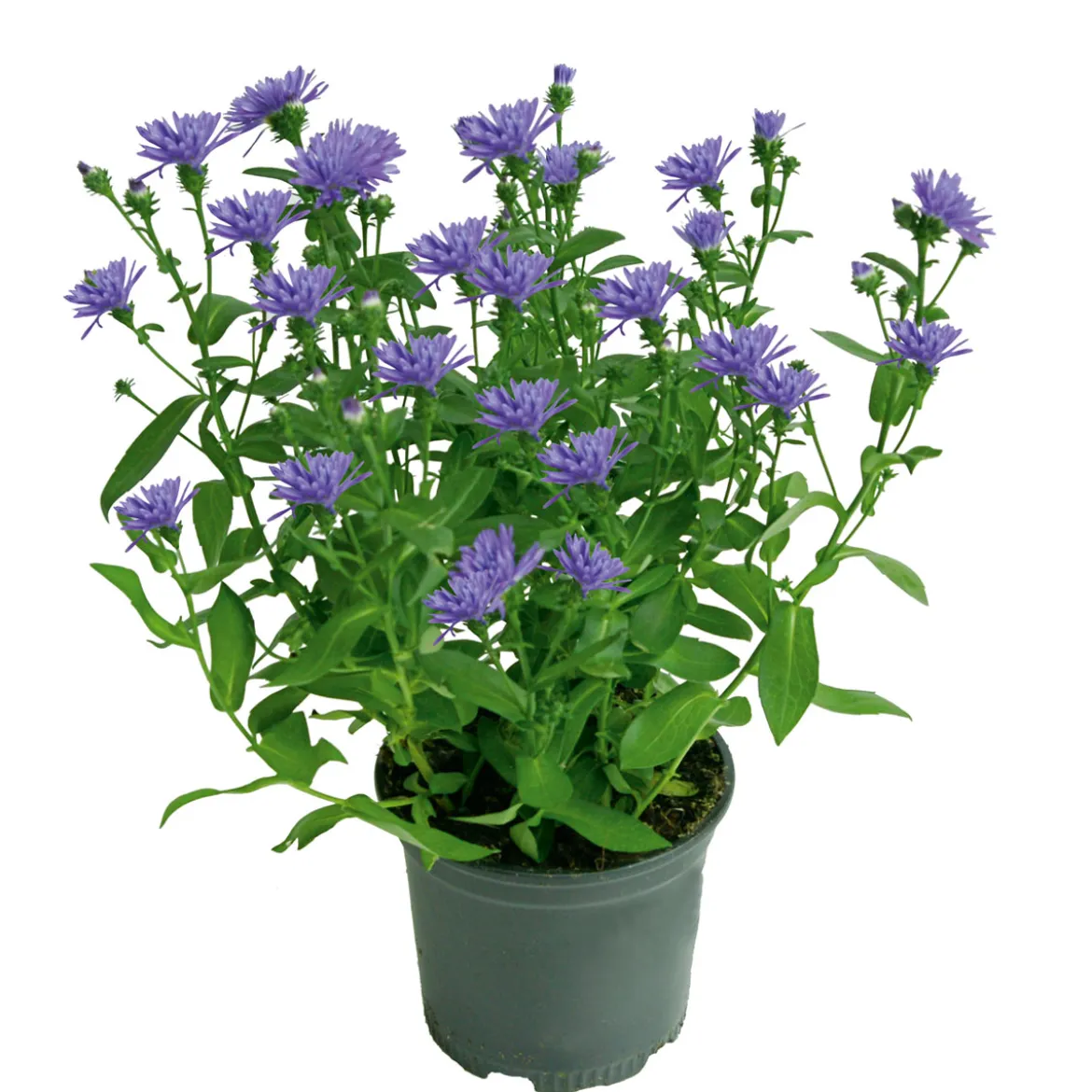 PlantiflorHerbstaster Trio Topf Durchmesser 13 cm