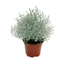 Plantiflor Herbstpflanzen Silberner Herbst 6er-Pack
