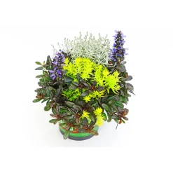 PlantiflorHerbstpflanzen-Trio TrioLino Topf Durchmesser 13 cm