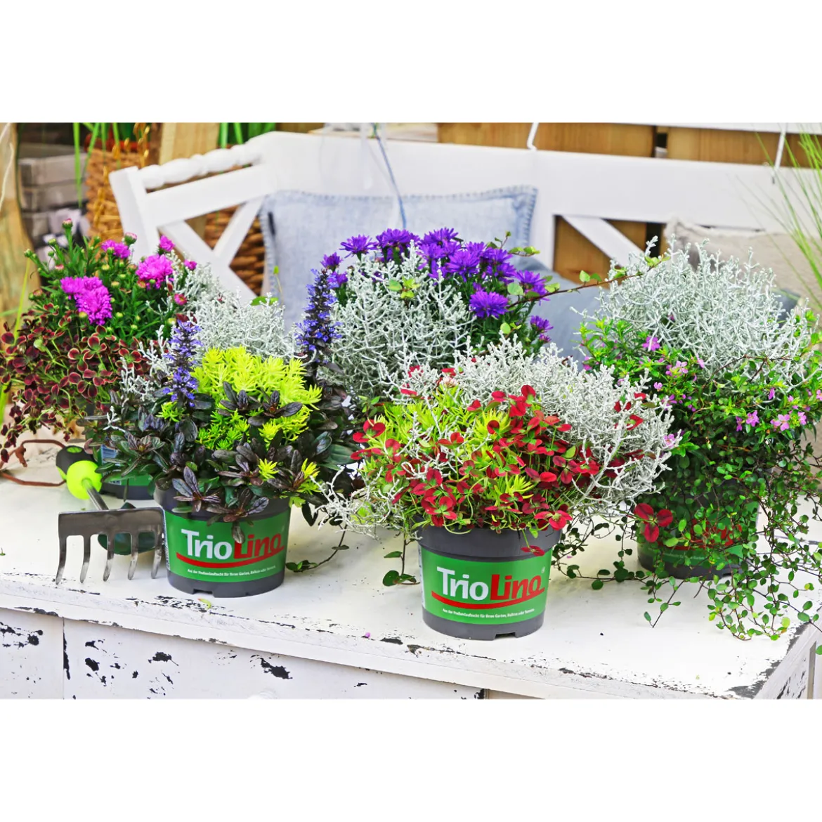 PlantiflorHerbstpflanzen-Trio TrioLino Topf Durchmesser 13 cm