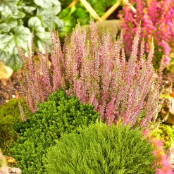 PlantiflorHerbsttray 6er-Pack Topf Durchmesser 9 cm