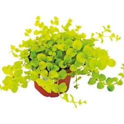 PlantiflorHerbstzauber verschiedene Sorten Topf Durchmesser 11 cm