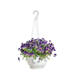 PlantiflorHornveilchen Ampel Durchmesser 25 cm