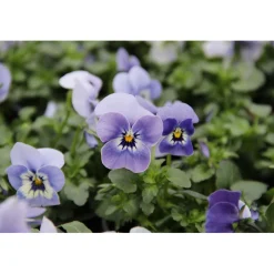 PlantiflorHornveilchen Topf Durchmesser 9 cm