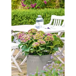 PlantiflorHortensie Magical Four Seasons Topf Durchmesser 23 cm