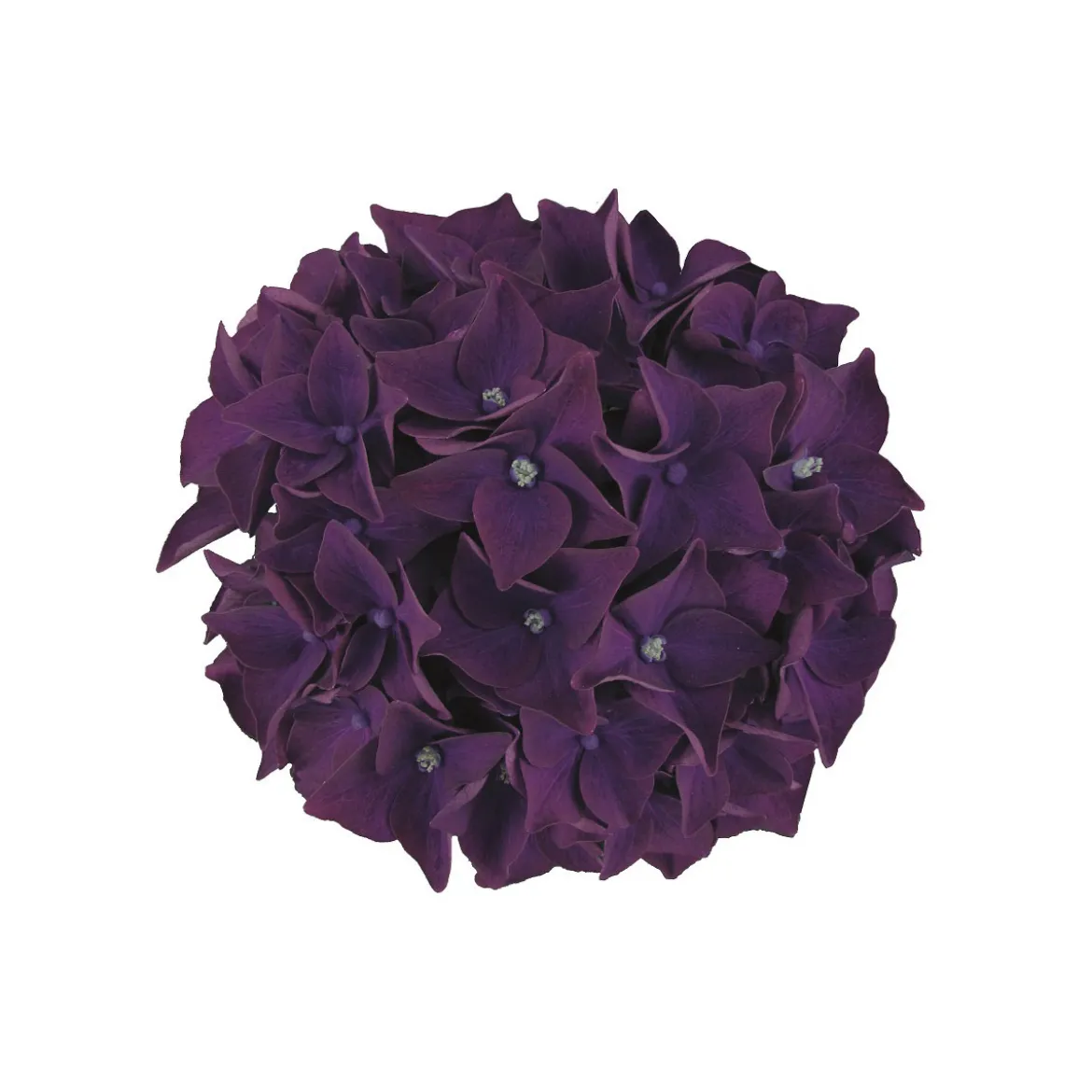 PlantiflorHortensie Music Collection Topf Durchmesser 23 cm