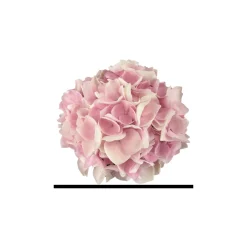 PlantiflorHortensie Music Collection Topf Durchmesser 23 cm