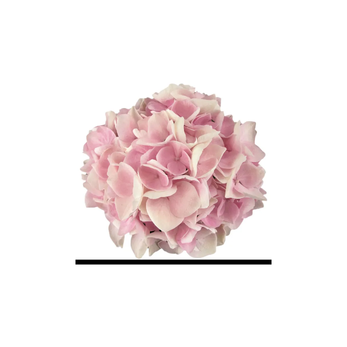 PlantiflorHortensie Music Collection Topf Durchmesser 23 cm