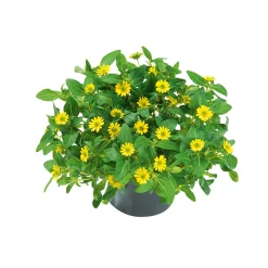 PlantiflorHusarenknopf im Topf Durchmesser 10,5 cm
