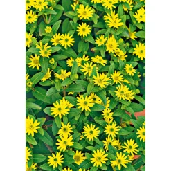 PlantiflorHusarenknopf im Topf Durchmesser 10,5 cm