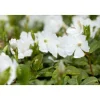 PlantiflorImmergrün Topf Dm 9,5 cm