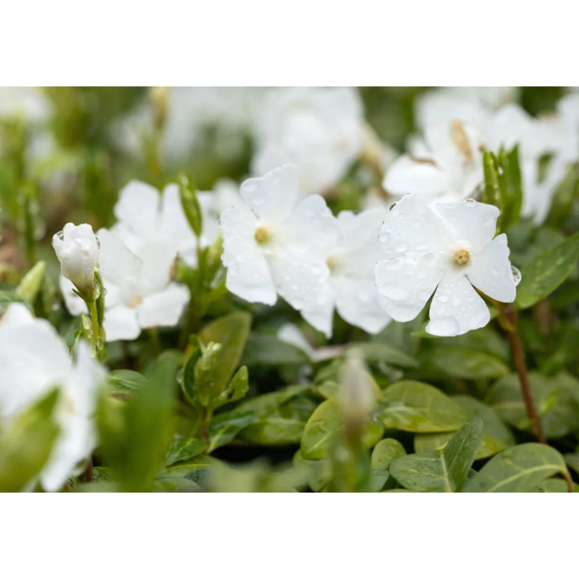 PlantiflorImmergrün Topf Dm 9,5 cm