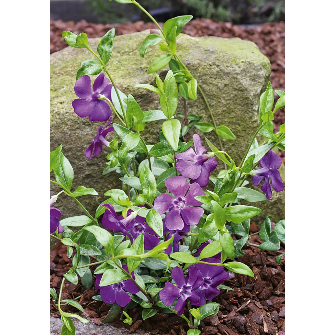 PlantiflorImmergrün Topf Dm 9,5 cm