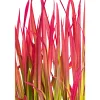 PlantiflorJapanisches Blutgras Red Baron Topf Durchmesser 19 cm