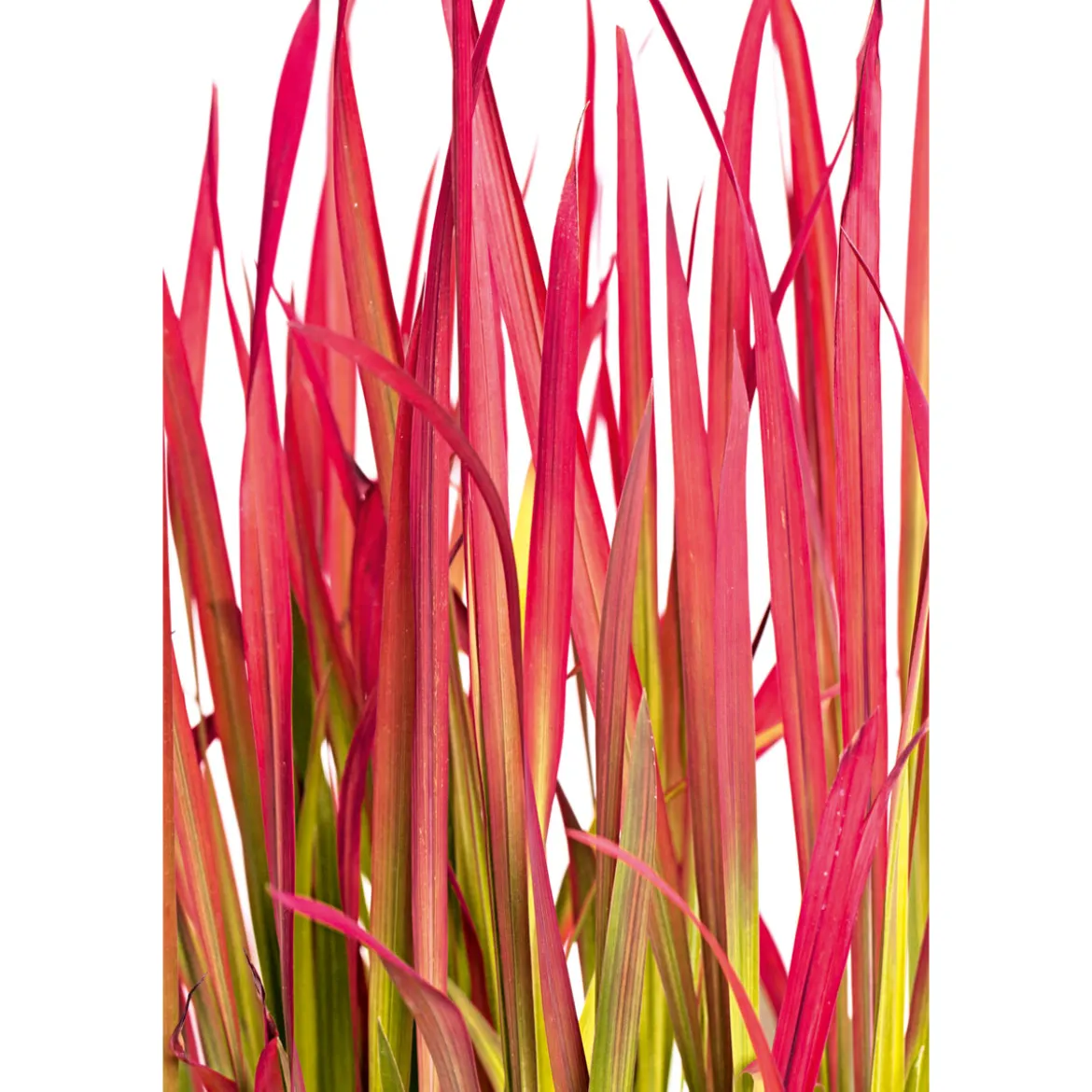 PlantiflorJapanisches Blutgras Red Baron Topf Durchmesser 19 cm