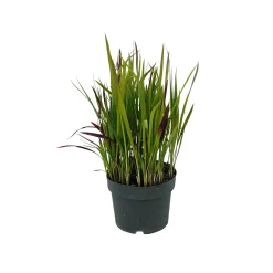 PlantiflorJapanisches Blutgras Red Baron Topf Durchmesser 19 cm