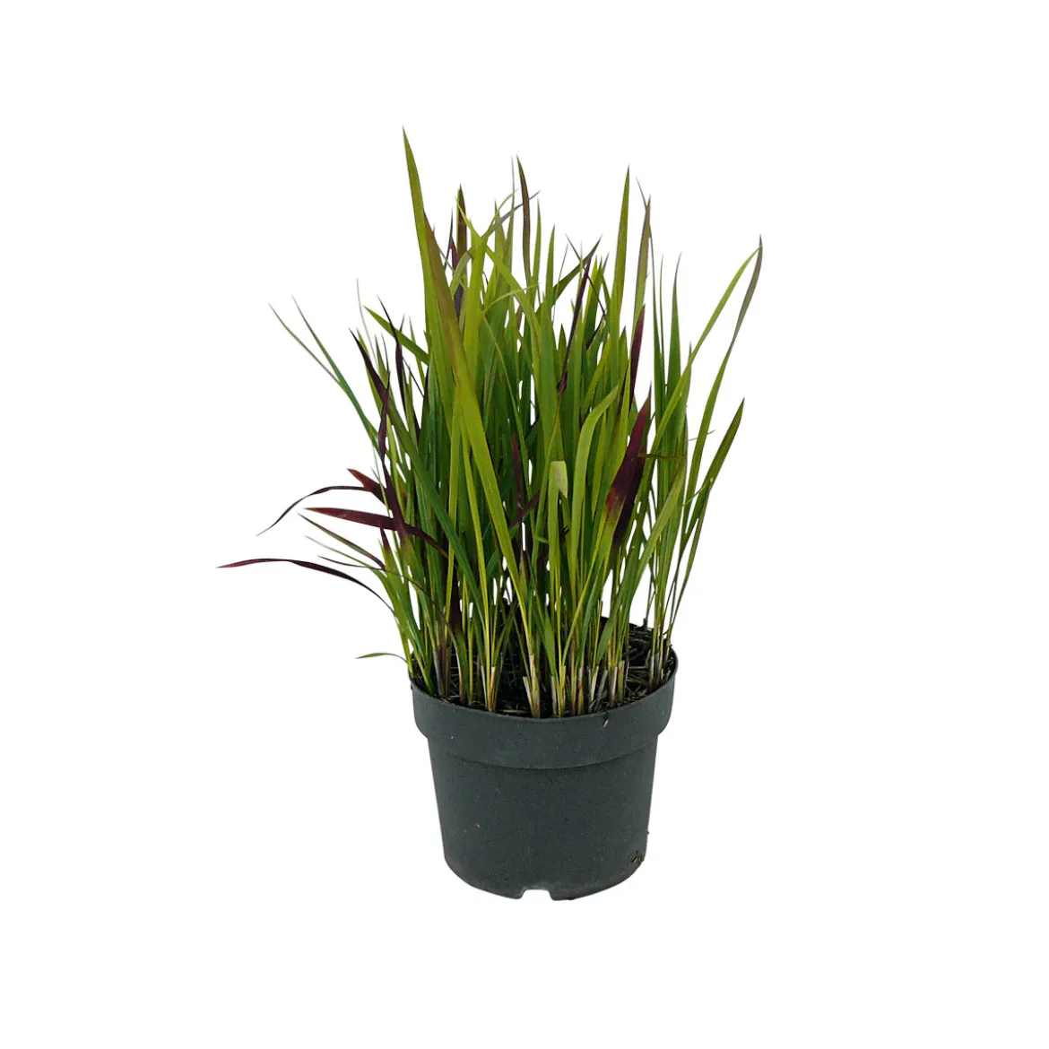 PlantiflorJapanisches Blutgras Red Baron Topf Durchmesser 19 cm