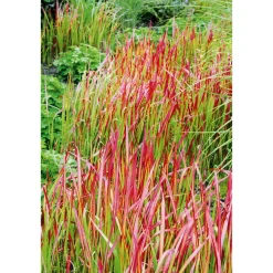 PlantiflorJapanisches Blutgras Red Baron Topf Durchmesser 19 cm