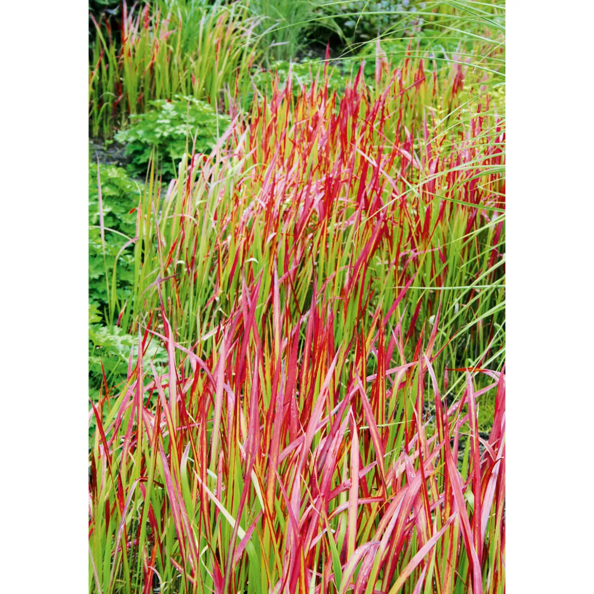 PlantiflorJapanisches Blutgras Red Baron Topf Durchmesser 19 cm