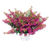 PlantiflorJapanische Scheinmyrthe Flori Glory Topf 11 cm