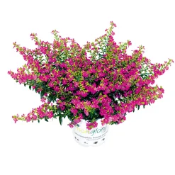 PlantiflorJapanische Scheinmyrthe Flori Glory Topf 11 cm