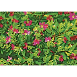 PlantiflorJapanische Scheinmyrthe Flori Glory Topf 11 cm