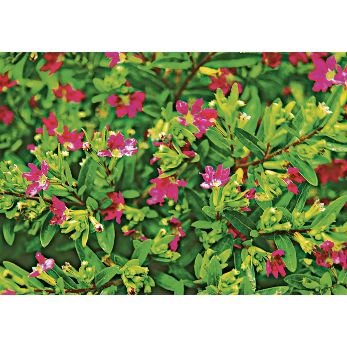 PlantiflorJapanische Scheinmyrthe Flori Glory Topf 11 cm
