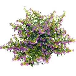 PlantiflorJapanische Scheinmyrthe Flori Glory Topf 11 cm