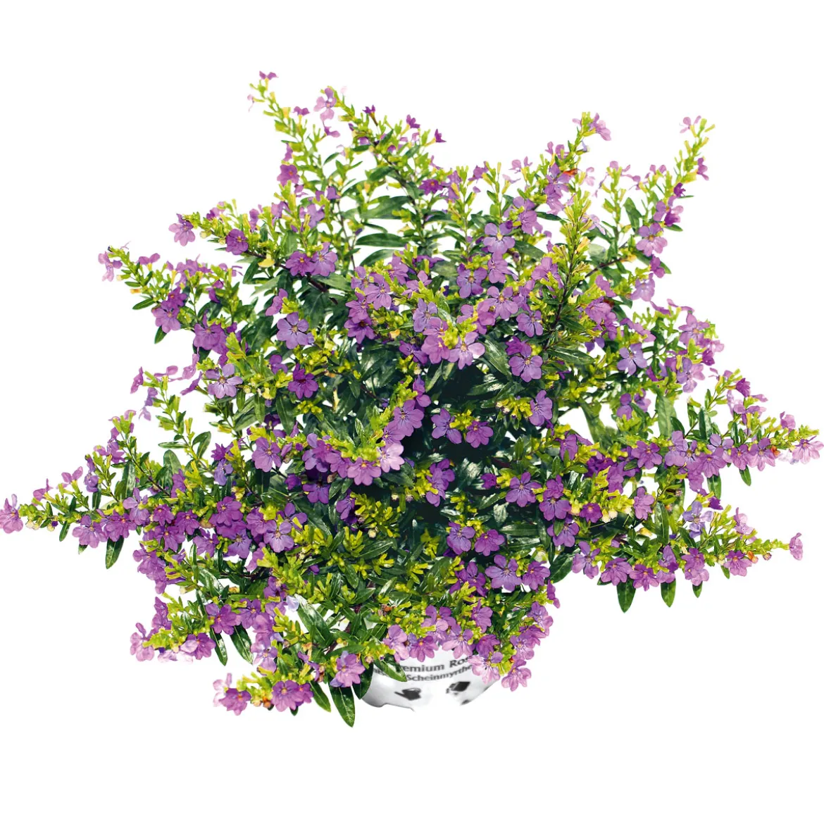 PlantiflorJapanische Scheinmyrthe Flori Glory Topf 11 cm