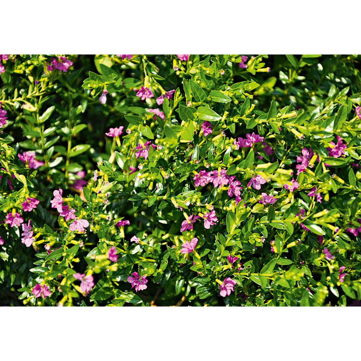 PlantiflorJapanische Scheinmyrthe Flori Glory Topf 11 cm