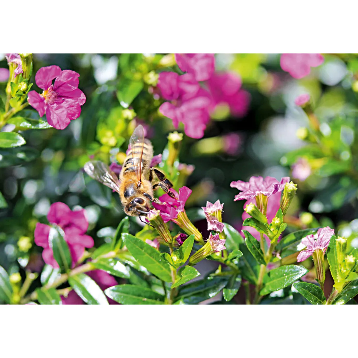 PlantiflorJapanische Scheinmyrthe Flori Glory Topf 11 cm