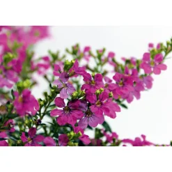 PlantiflorJapanische Scheinmyrthe Flori Glory Topf 11 cm