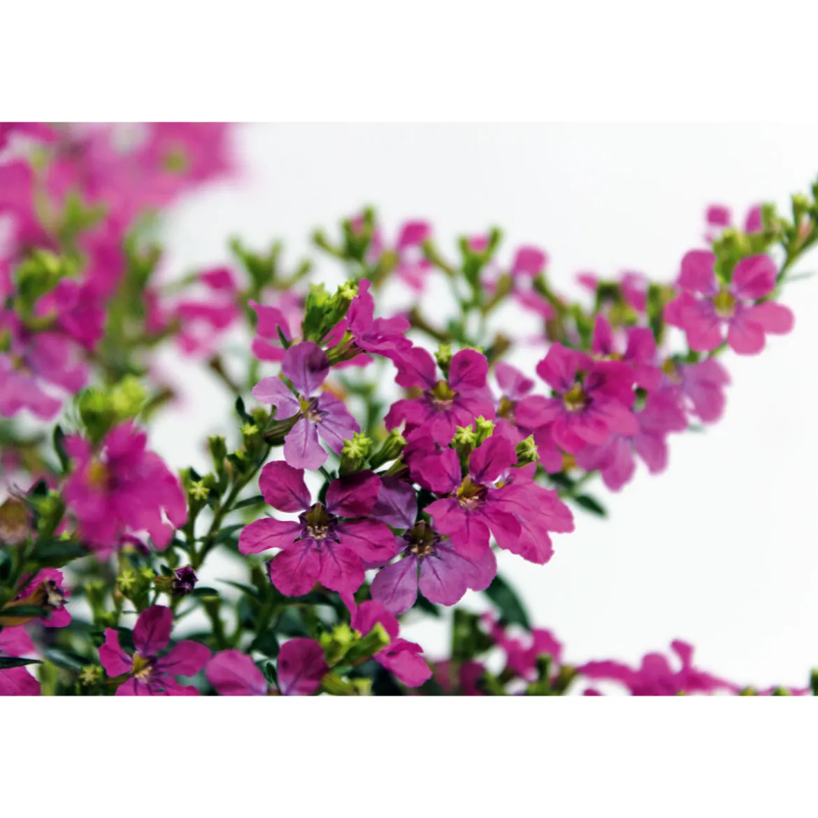 PlantiflorJapanische Scheinmyrthe Flori Glory Topf 11 cm