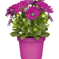 PlantiflorKapkörbchen verschiedene Farben im Topf Durchmesser 10,5 cm