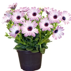 PlantiflorKapkörbchen verschiedene Farben im Topf Durchmesser 10,5 cm