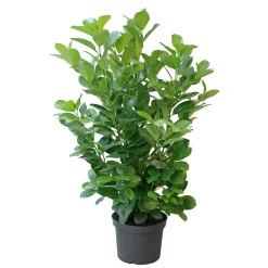 PlantiflorKirschlorbeer Novita 80-100 cm