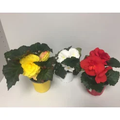 PlantiflorKnollenbegonie verschiedene Farben T12